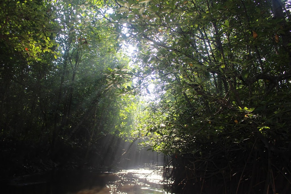 Jelajahi Keindahan Mangrove Munjang Kurau Barat, Bangka Tengah