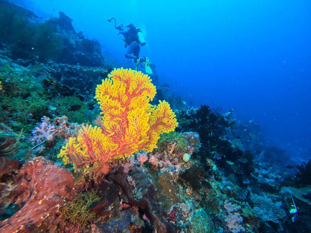 Jelajahi Surga Tersembunyi Cape Kri, Raja Ampat